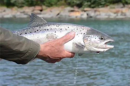 國家為三文魚正名！那家說自己其實(shí)在賣虹鱒魚的日料店，尷尬不？