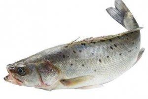 六月有什么時令食材？海鱸魚最鮮！