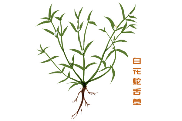 白花蛇舌草的功效與作用