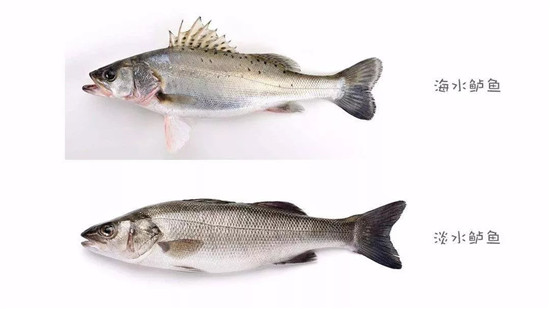 六月吃什么？時令海鱸魚最鮮！一文教你如何分辨海鱸魚與淡水鱸魚！