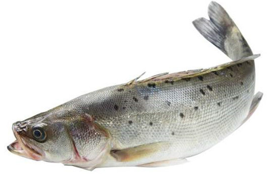 六月吃什么？時令海鱸魚最鮮！一文教你如何分辨海鱸魚與淡水鱸魚！