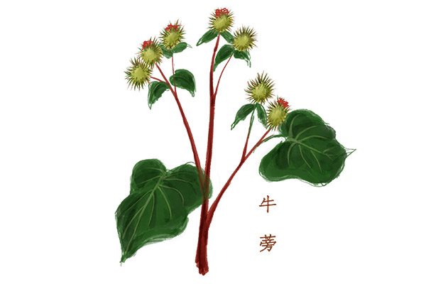 女人喝牛蒡茶的壞處