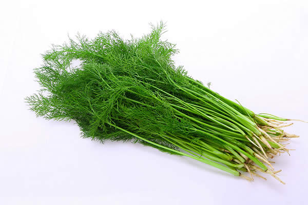 茴香的功效與作用