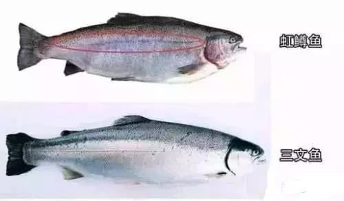 國家為三文魚正名！那家說自己其實(shí)在賣虹鱒魚的日料店，尷尬不？