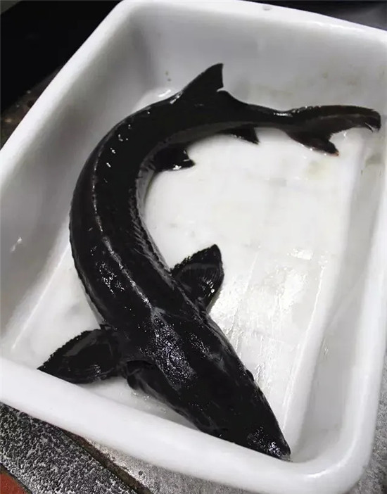 【酒樓菜】鱘龍魚去哪了
