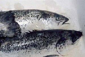 重磅！專家發聲：海鮮魚類不會感染新冠病毒！