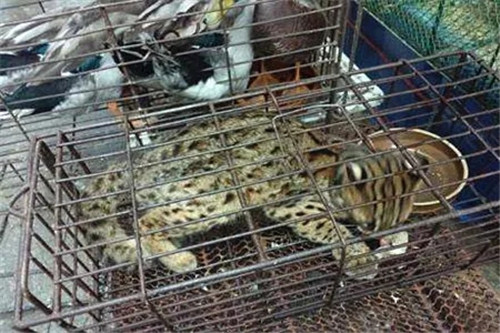 水產、豆制品都被檢出病毒，多位專家發聲：野生動物可能被冤枉了