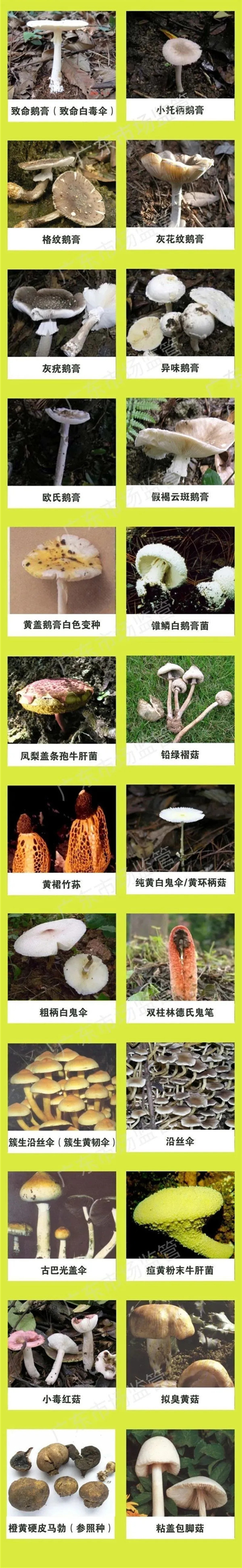 野生菌中毒高發期到了！這些野生蘑菇，千萬不要采、買，更不能吃！