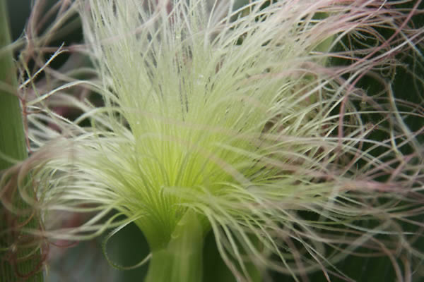 玉米須煮水3.jpg