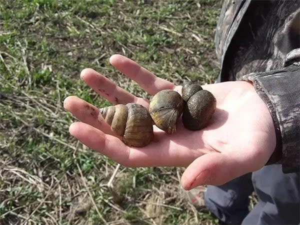 “螺螄”將列為二級保護動物，這是否表示，廚師不能用螺螄做菜了？