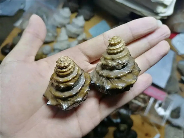 “螺螄”將列為二級保護動物，這是否表示，廚師不能用螺螄做菜了？