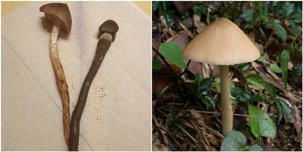 野生菌中毒高發期到了！這些野生蘑菇，千萬不要采、買，更不能吃！