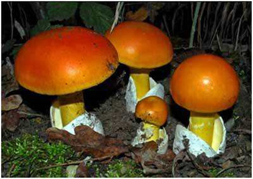野生菌中毒高發期到了！這些野生蘑菇，千萬不要采、買，更不能吃！