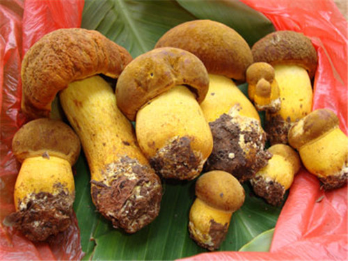 野生菌中毒高發期到了！這些野生蘑菇，千萬不要采、買，更不能吃！