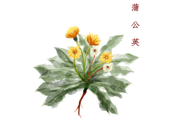 蒲公英的功效