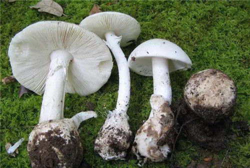 野生菌中毒高發期到了！這些野生蘑菇，千萬不要采、買，更不能吃！
