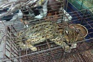 水產、豆制品都被檢出病毒，多位專家發聲：野生動物可能被冤枉了