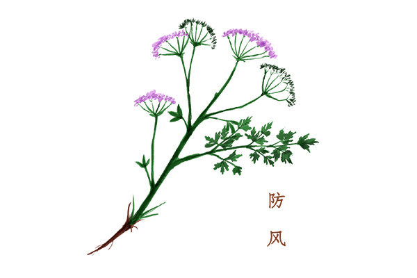 防風.jpg