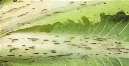 白菜上的黑點到底是什么？