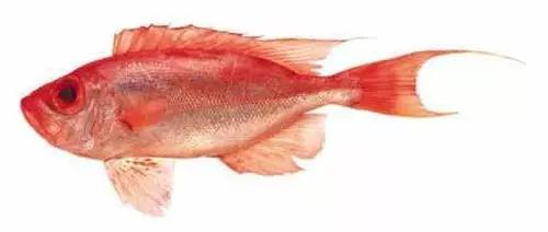 這44種名貴海鮮魚類，見過5種的算廣博，吃過10種的是美食家