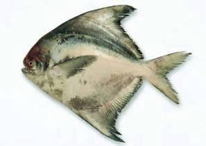 這44種名貴海鮮魚類，見過5種的算廣博，吃過10種的是美食家