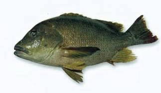 這44種名貴海鮮魚類，見過5種的算廣博，吃過10種的是美食家