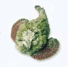 這44種名貴海鮮魚類，見過5種的算廣博，吃過10種的是美食家