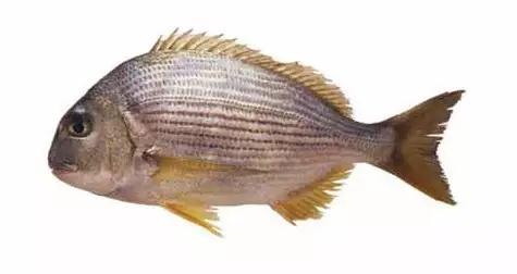 這44種名貴海鮮魚類，見過5種的算廣博，吃過10種的是美食家