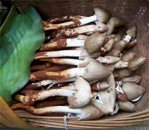 如何正確保存云南鮮菌的美味？當(dāng)?shù)厝藗鹘y(tǒng)做法是這樣的，濃香四溢