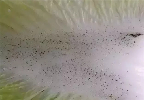 白菜上的黑點到底是什么？
