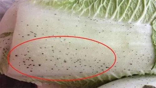白菜上的黑點到底是什么？