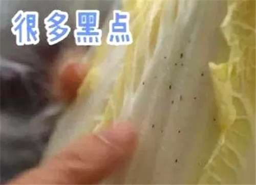 白菜上的黑點到底是什么？
