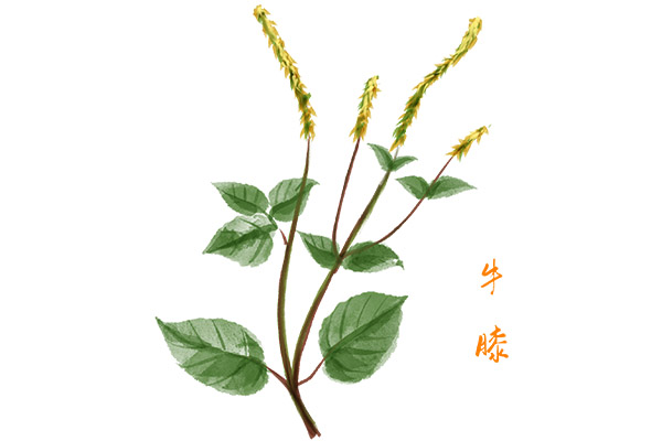 牛膝的功效與作用