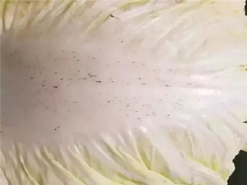 白菜上的黑點到底是什么？