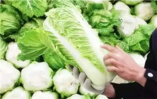 白菜上的黑點到底是什么？
