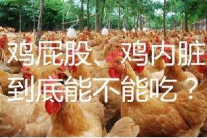 雞肉價格接連暴跌！吃雞雖香，但雞屁股、雞雜到底能不能放心吃？