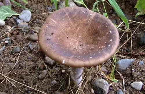山西有一種珍稀蘑菇，用來(lái)燉湯、炒制都十分美味！