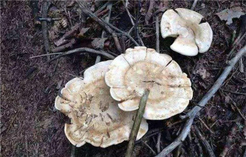 山西有一種珍稀蘑菇，用來(lái)燉湯、炒制都十分美味！