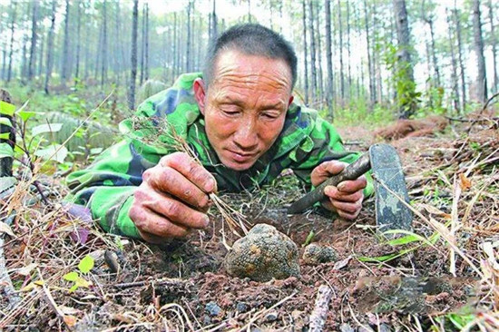 西方人所追捧的松露，真有那么矜貴么？