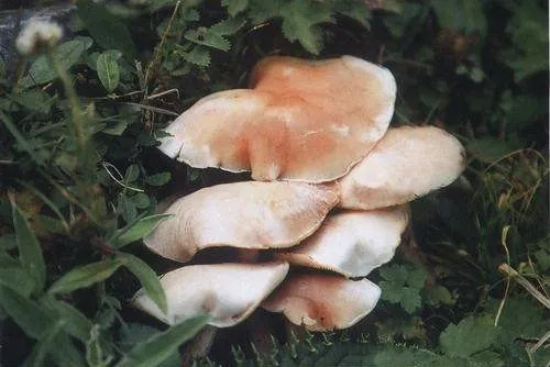 山西有一種珍稀蘑菇，用來(lái)燉湯、炒制都十分美味！