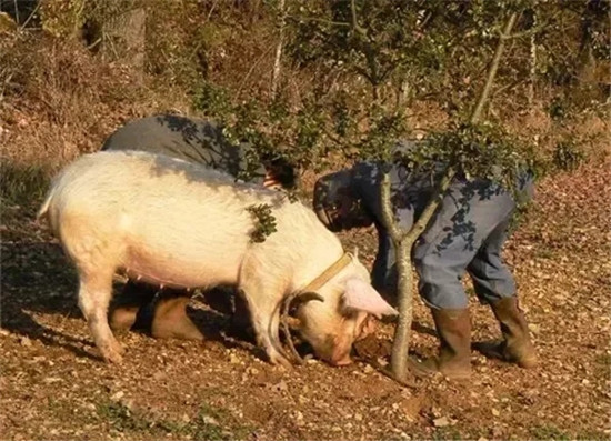 西方人所追捧的松露，真有那么矜貴么？