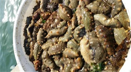 活海參的加工處理方法，很多廚師都不知道