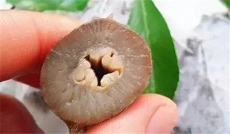 活海參的加工處理方法，很多廚師都不知道