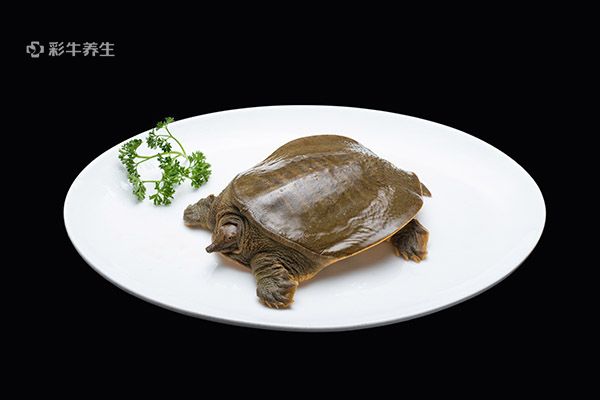 甲魚3.jpg