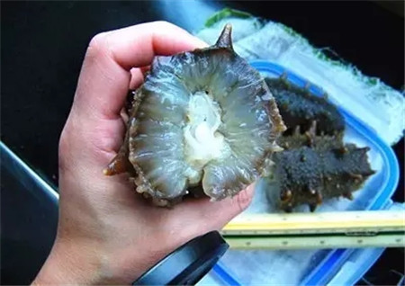 活海參的加工處理方法，很多廚師都不知道