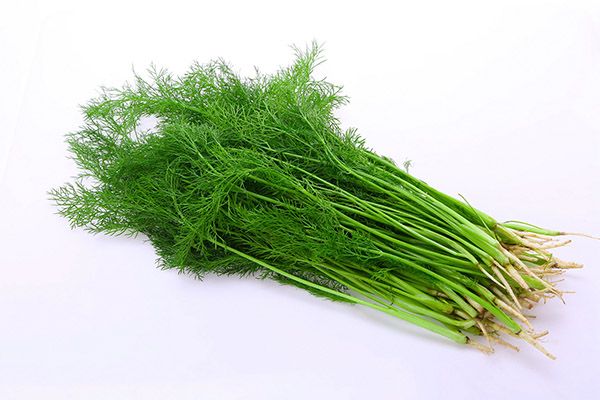茴香的功效與作用禁忌