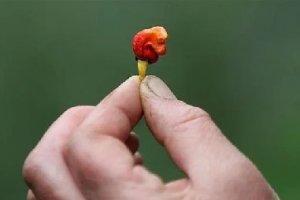 龍息辣椒有多恐怖?一顆能辣到休克,廚師都不敢用手摸!