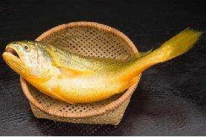 這幾種魚都很像大黃魚,到底哪一種才是大黃魚?