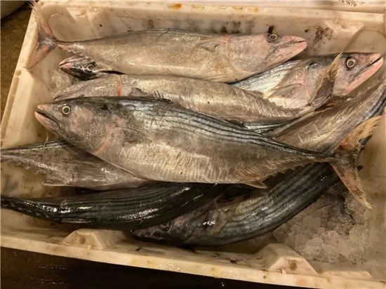 150余種沿海地區河海鮮，做廚師的一定要認識（上）
