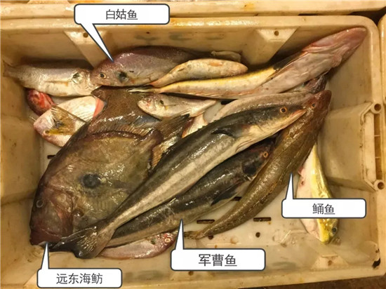 150余種沿海地區河海鮮，做廚師的一定要認識（上）